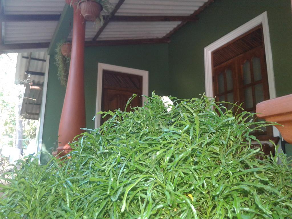 סיגירייה Green Bamboo House מראה חיצוני תמונה