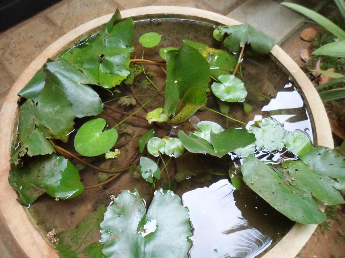 סיגירייה Green Bamboo House מראה חיצוני תמונה